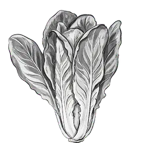 Romaine